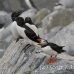 puffin_atlantic_msi_h_0172_can0172.jpg
